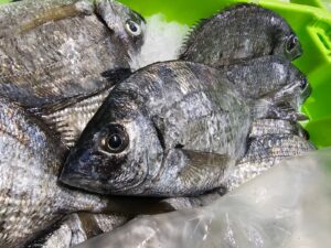 diplodus sargus sargus sargo chopa choupa