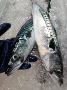 Caja de caballa fresca recién subastada en la Lonja de A Coruña para Marisco 2.0