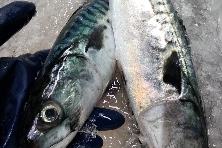 Caja de caballa fresca recién subastada en la Lonja de A Coruña para Marisco 2.0