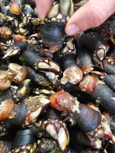 Ración de percebes en la Fiesta del Percebe de O Roncudo en Corme